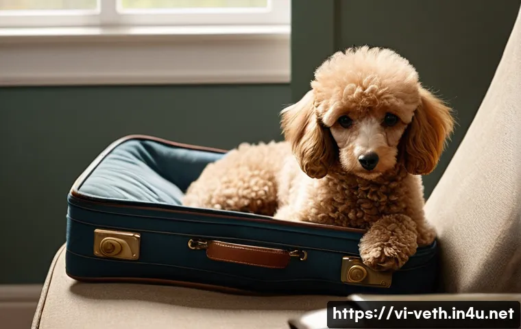 반려동물 분리불안 치료법 - **Prompt 1: A Poodle's Quiet Concern**
A gentle image featuring a medium-sized Poodle, with soft...